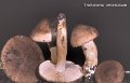 Tricholoma imbricatum-amf1883